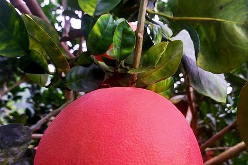 Bưởi đỏ 'tiến vua' giá tiền triệu nay thành hàng bình dân, tràn ngập chợ Tết