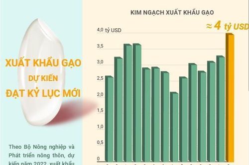 Xuất khẩu gạo của Việt Nam dự kiến đạt kỷ lục mới