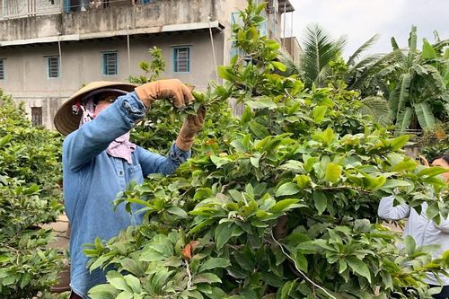 TP Hồ Chí Minh: Nhà vườn trồng mai tất bật vào mùa phục vụ thị trường Tết