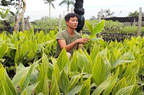 Lạ mắt với giống chuối hoa