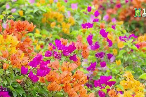Rực rỡ hoa giấy làng Phù Đổng