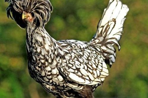 Bí ẩn 'quái' gà mọc bờm trên đầu, nóng tính hiếu chiến, giá siêu đắt đỏ vẫn cháy hàng