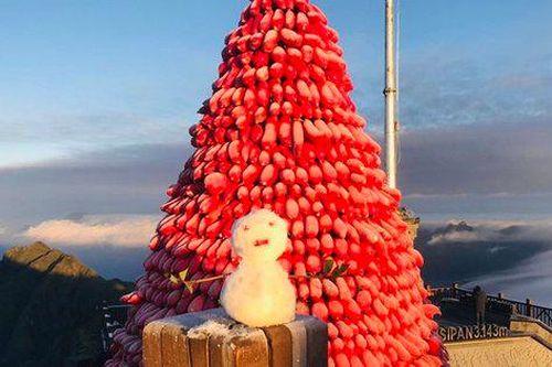 Đón Giáng sinh với những cây thông Noel 'độc, lạ' nhất Việt Nam