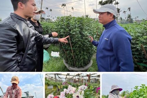 Thương lái mạnh tay 'xuống tiền', nhiều vườn hoa được mua sạch trước Tết