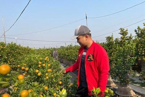 Quất cảnh Tứ Liên sẵn sàng cho Tết Nguyên đán Quý Mão 2023