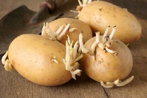 Cảnh báo cách ăn khoai tây gây ngộ độc
