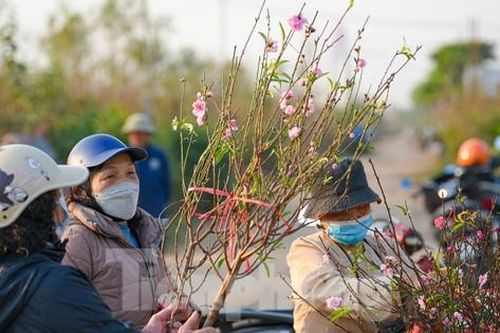 Đào nở sớm, bắt đầu xuống phố đón Tết Dương lịch