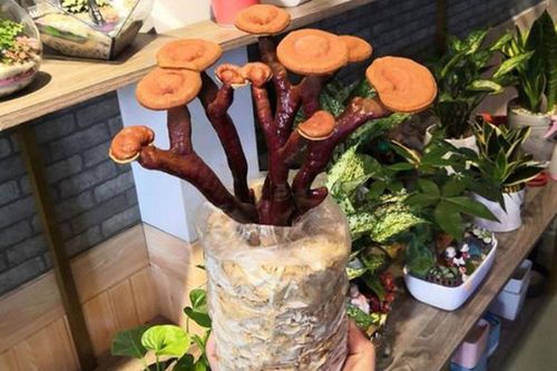 Nấm linh chi, đu đủ thành bonsai chơi Tết