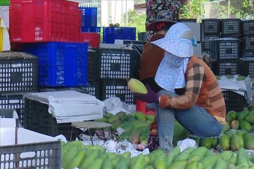 Việt Nam là thị trường cung cấp xoài lớn thứ 3 cho Hàn Quốc