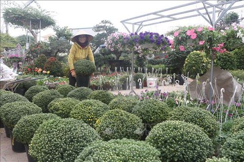 Nhà vườn Nghệ An tất bật chuẩn bị vụ hoa Tết