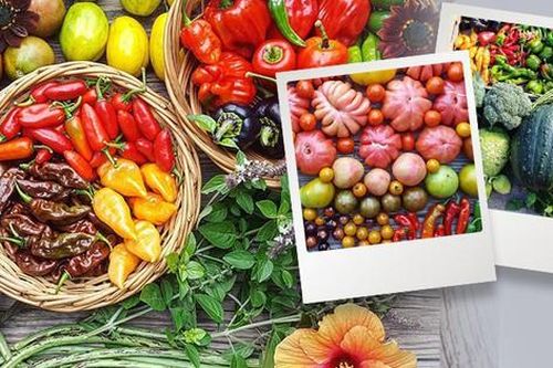 Cô gái nghỉ việc ở văn phòng, về quê sống sở hữu khu vườn đầy ắp rau củ