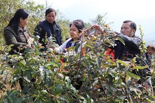 4 trẻ rủ nhau ra sau nhà chơi, 2 bé tử vong vì ăn lá ngón