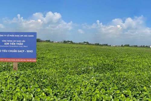 Kim tiền thảo – dược liệu quý cho người bị sỏi thận