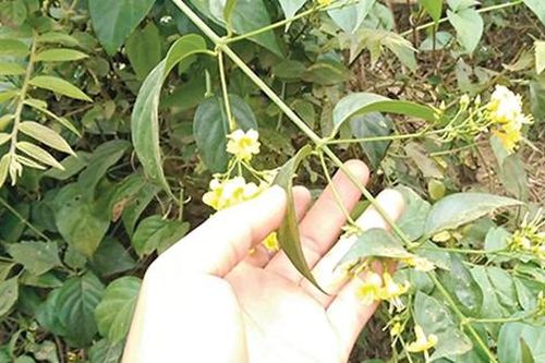 Hai cháu nhỏ tử vong sau khi ăn nhầm phải lá ngón