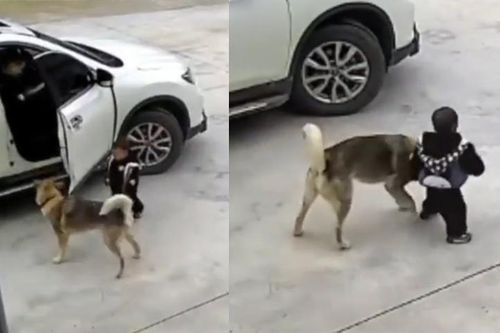 Sợ cậu chủ gặp nạn, chú chó nhất quyết ngăn cậu lại gần ôtô