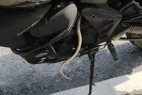 SỐC: Rắn bò vào môtô, thả đuôi ngọ nguậy ngay động cơ xe