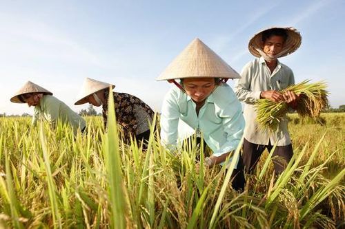 Việt Nam dự kiến xuất khẩu hơn 7 triệu tấn gạo