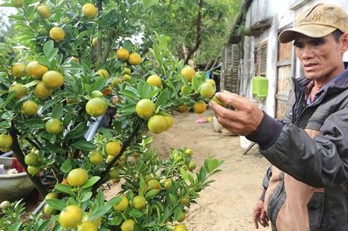 Người trồng quất tất bật vào mùa
