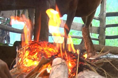 Quảng Ngãi: Đốt lửa sưởi ấm cho gia súc trong rét lạnh