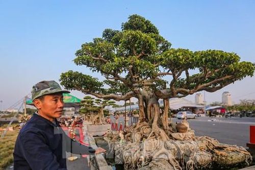 Dàn cây cảnh tiền tỷ đổ bộ về Hà Nội trước Tết Dương lịch
