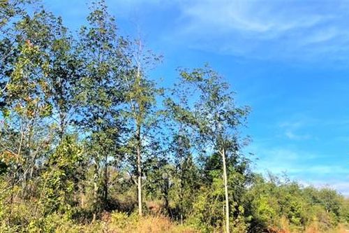 Hơn 20 héc-ta đất rừng ở Đắk Nông bị cấp 'sổ đỏ' chồng lấn