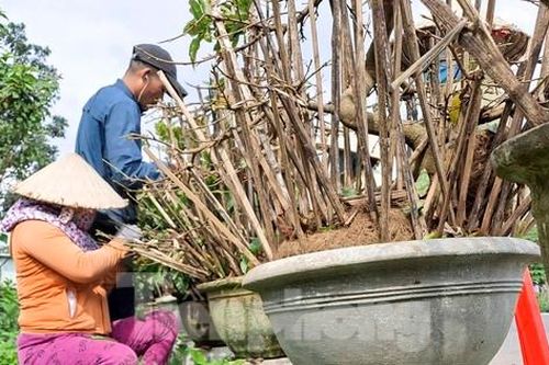 Thủ phủ mai vàng miền Trung tất bật 'trẩy lá' chào xuân