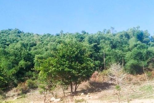 Diễn biến nóng vụ nguyên Bí thư Huyện ủy giả chữ ký để 'thâu tóm' 115 ha đất rừng