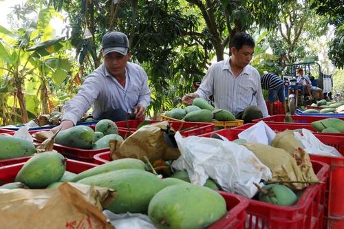 Việt Nam đứng thứ 3 về cung cấp xoài cho Hàn Quốc