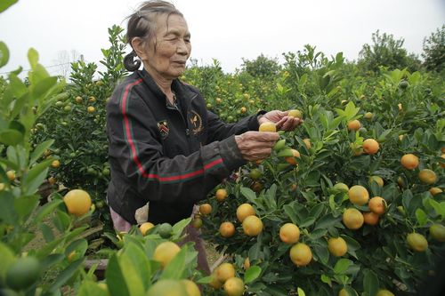 Thủ phủ quất cảnh miền Trung vào vụ Tết, bán 'đắt như tôm tươi'