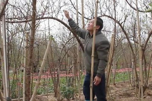 Làng đào Nhật Tân tất bật cho vụ Tết