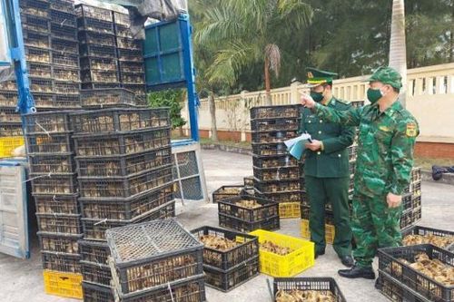 Phát hiện 2 xe vận chuyển hơn 75.000 con gà, cá tầm giống nhập lậu