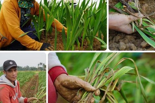 Hoa lay ơn chết hàng loạt, nông dân lo 'mất' Tết