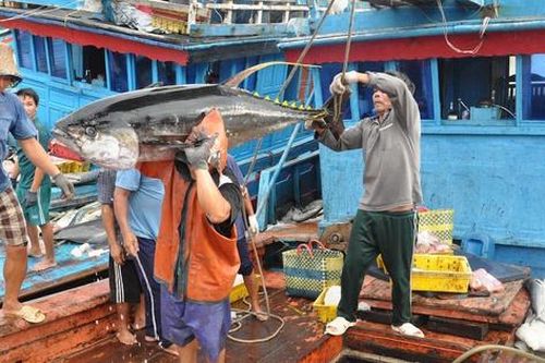 Xử lý hình sự hành vi môi giới đưa tàu cá Việt Nam khai thác trái phép ở vùng biển nước ngoài