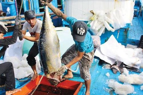Thủ tướng Chính phủ yêu cầu phải chấm dứt tình trạng tàu cá khai thác bất hợp pháp trước ngày 31/3/2023