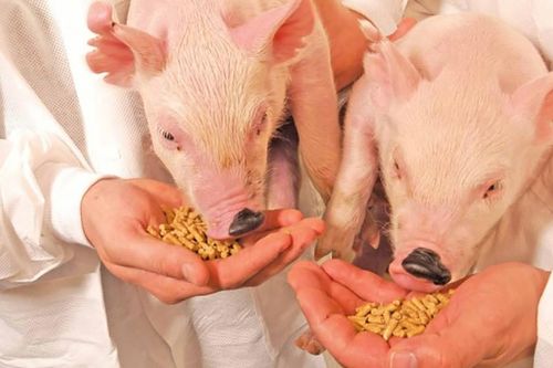 Sản xuất thức ăn chăn nuôi từ phế phẩm