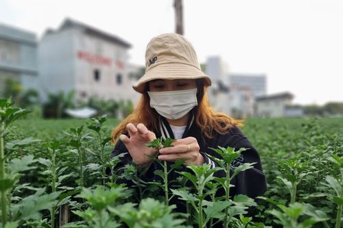 Sinh viên 'vào vai' nông dân kiếm tiền tiêu Tết