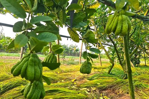 Ngắm vườn Phật thủ Đắc Sở lúc lỉu quả đón Tết