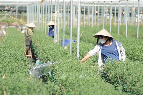 Làng hoa Dương Sơn nhộn nhịp vụ Tết