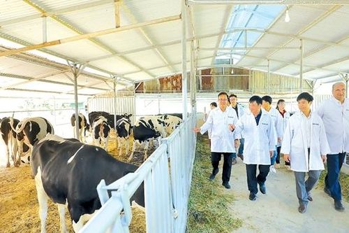 Bò sữa TH góp phần phát triển sinh kế người dân Lâm Đồng