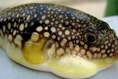 Ăn gan cá nóc, một phụ nữ nguy kịch