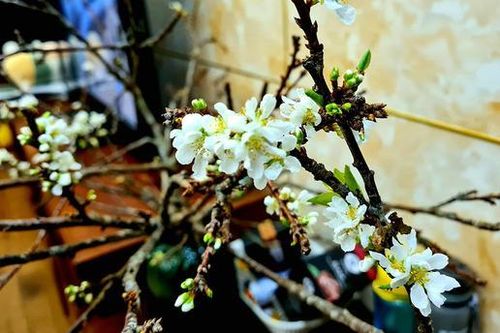 Hoa mận, hoa lê rừng đắt khách