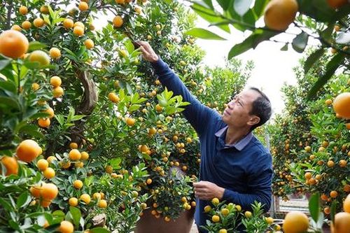 Độc đáo quất ghép gỗ lũa giá vài chục triệu vẫn có người mua chơi Tết