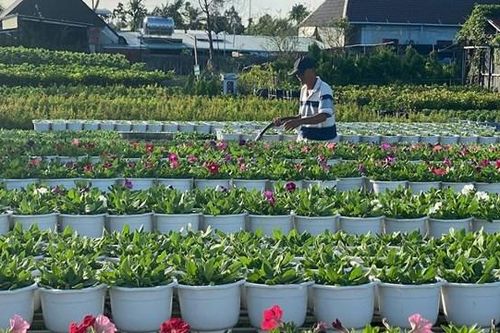 Người trồng hoa hồi hộp chờ Tết