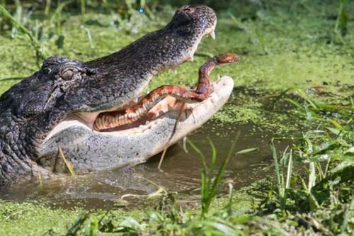 Bất ngờ thứ máu khiến cá sấu ăn rắn cực độc vẫn 'vô sự'