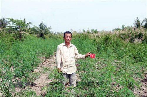 Kiên Giang: Phát hiện một hộ dân trồng 1.200 cây cần sa trên rẫy