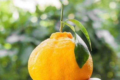 Loại quýt ngon nhất thế giới có giá gần 2 triệu đồng/kg, nhà giàu mua biếu Tết