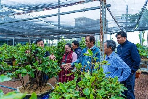 Bình Định tổ chức 'Lễ hội Mai vàng An Nhơn lần thứ I - Năm 2023'