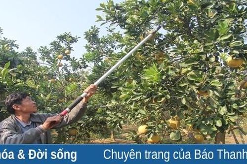 Những vườn bưởi xứ Thanh vào mùa thu hoạch