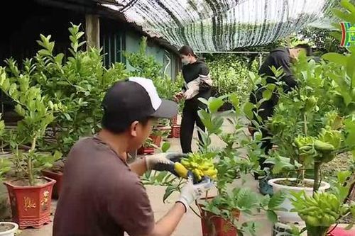Vườn cây cảnh ngoại thành sẵn sàng cho Tết