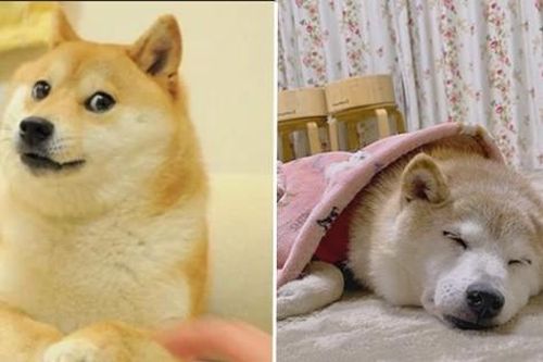 Chú chó Shiba nổi tiếng trên các meme đang ốm nặng, dân mạng gửi vô số lời chúc